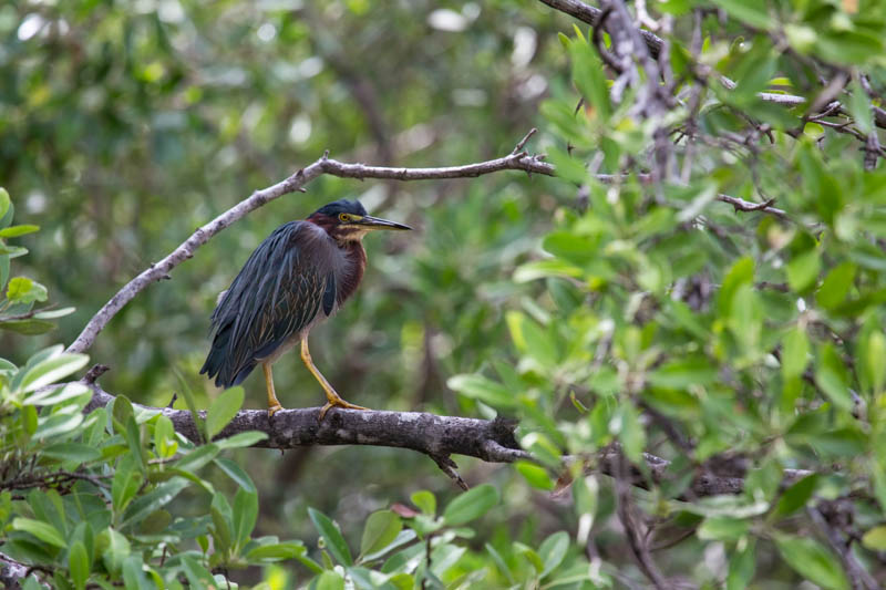 Green Heron