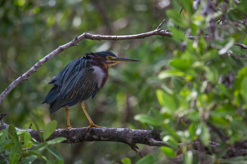 Green Heron