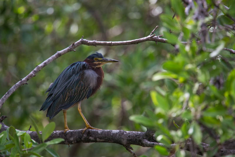 Green Heron