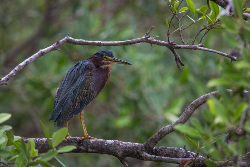 Green Heron