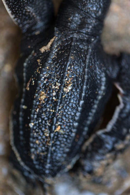 Leatherback Hatchling Detail