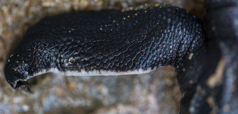 Leatherback Hatchling Detail