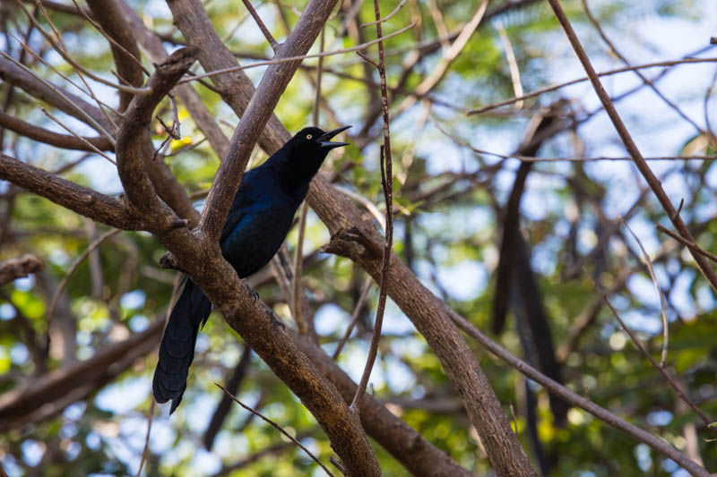 Great-Tailed Grackle