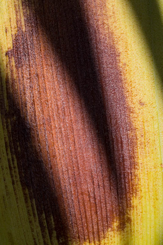 Palm Bark Detail