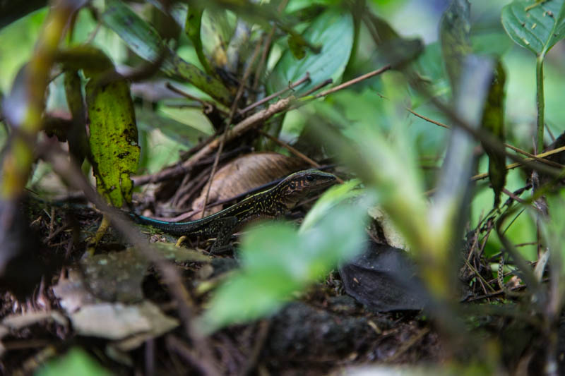 Ameiva Lizard