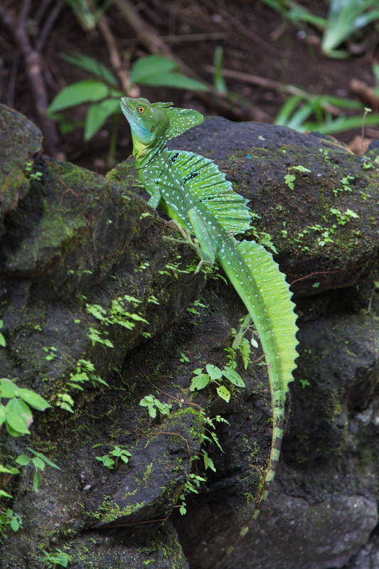 Plumed Basilisk