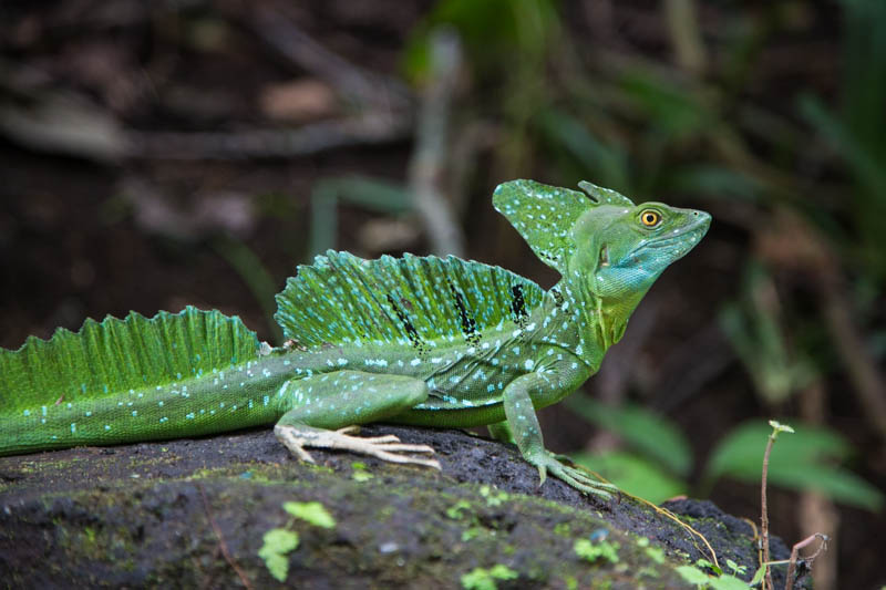 Plumed Basilisk