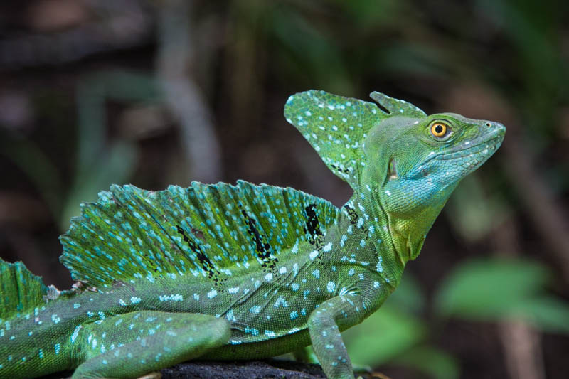 Plumed Basilisk