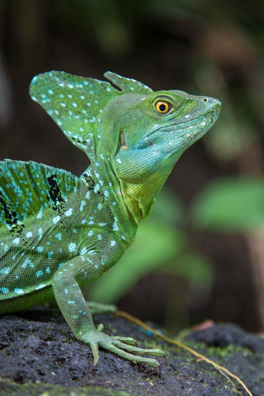 Plumed Basilisk