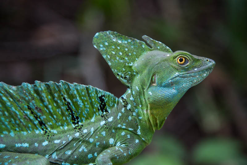 Plumed Basilisk