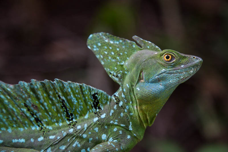 Plumed Basilisk