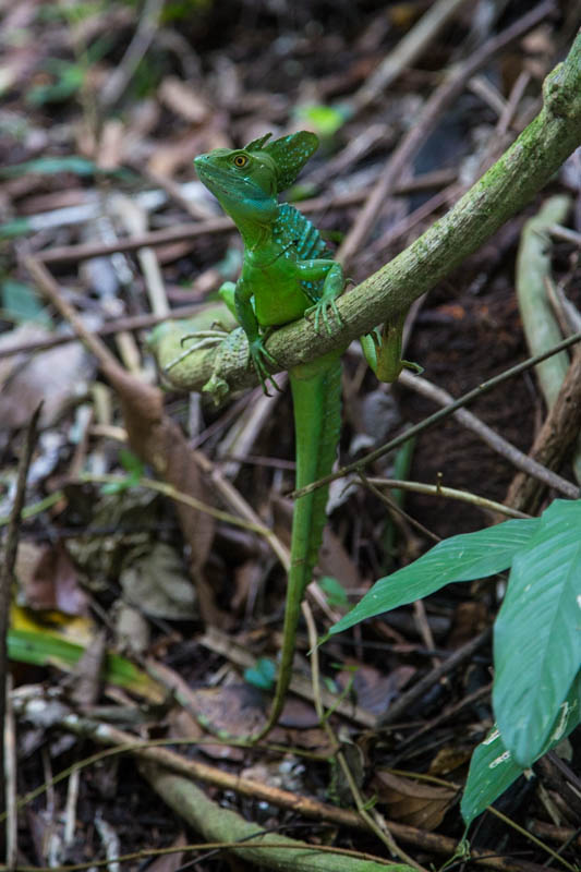 Plumed Basilisk