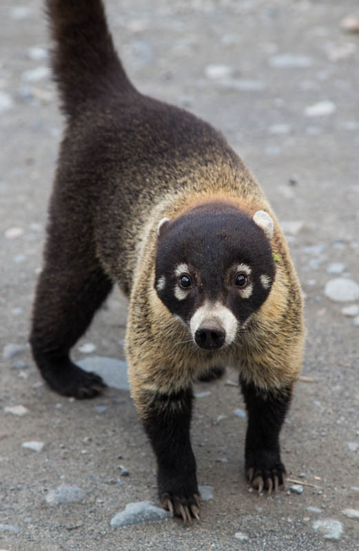 White-Faced Coati