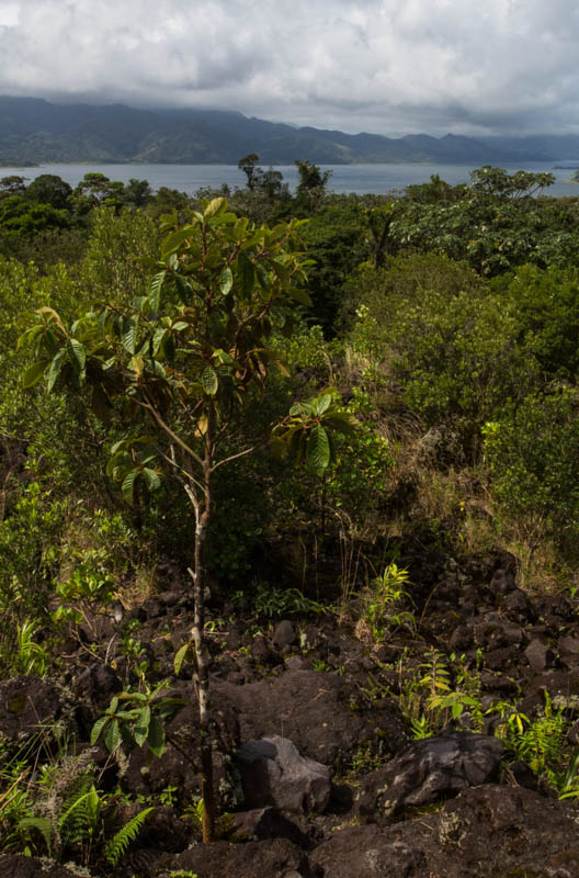 New Growth In Lava Field