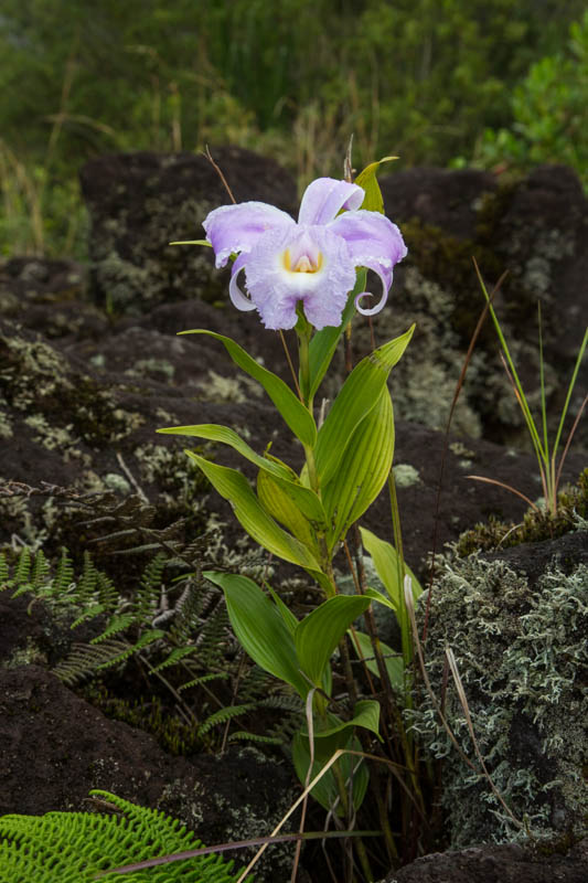 Flower And Fern On Lava Flow