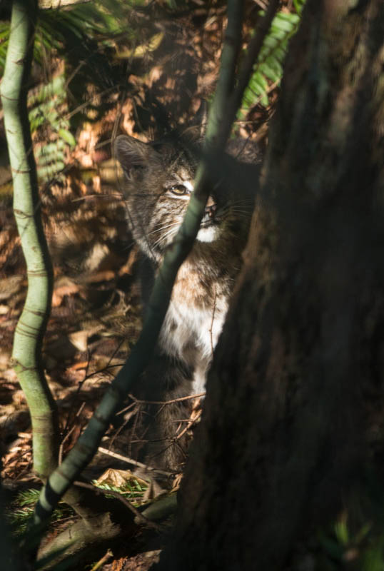 Bobcat