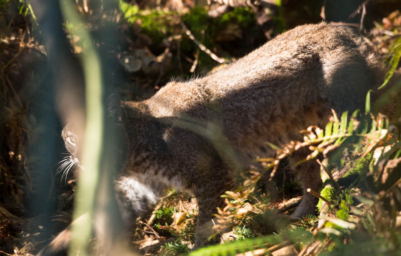 Bobcat