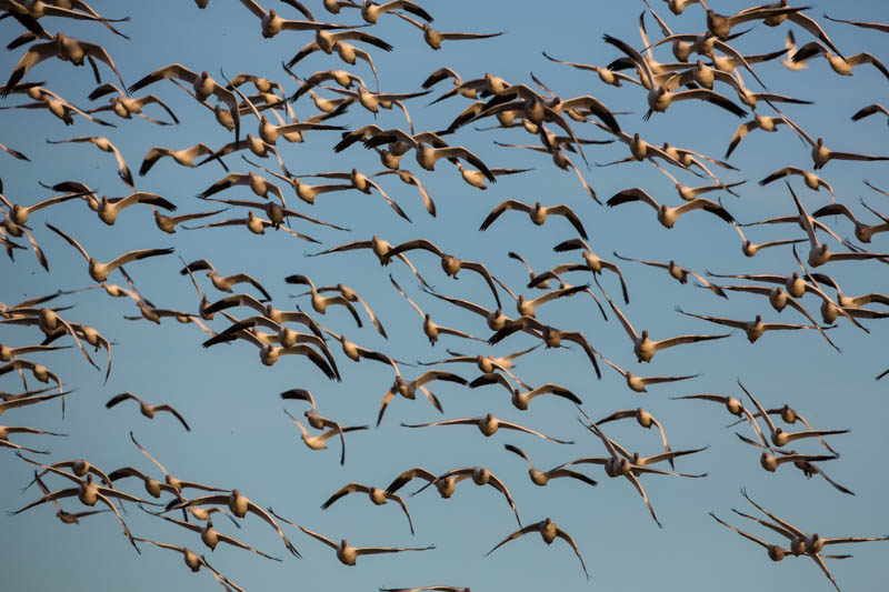 Snow Geese In Flight