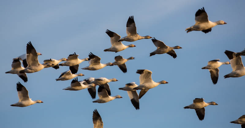 Snow Geese In Flight