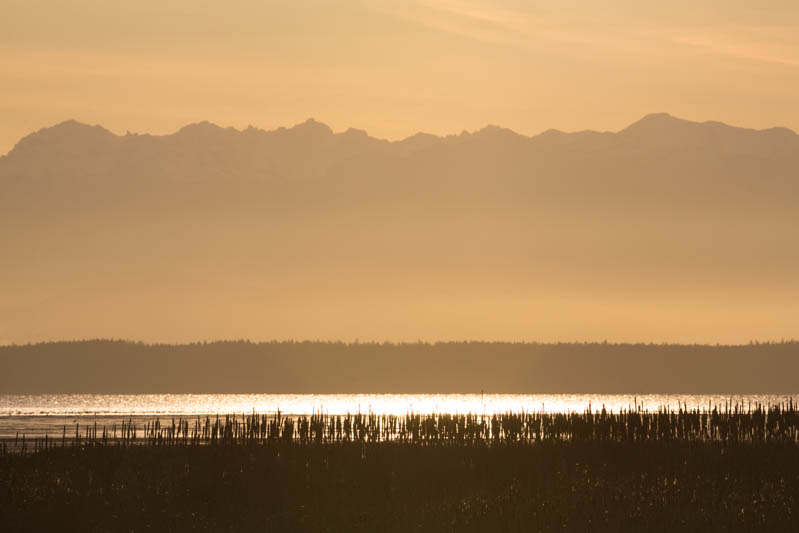 Wetlands and Olympic Mountains At Sunset