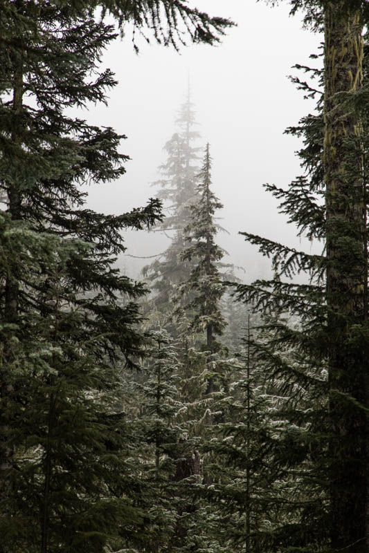 Forest In Mist