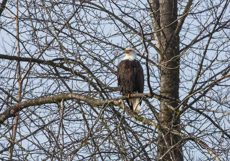 Bald Eagle