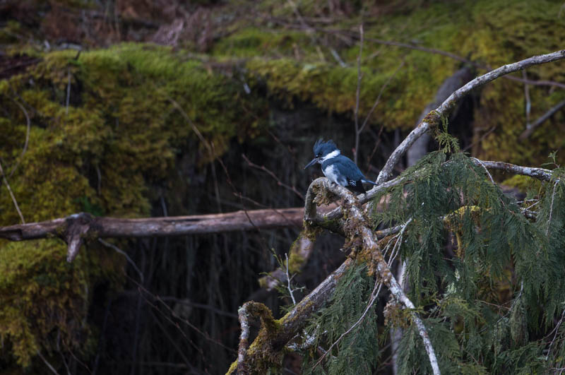 Ringed Kingfisher