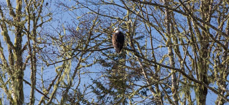 Bald Eagle