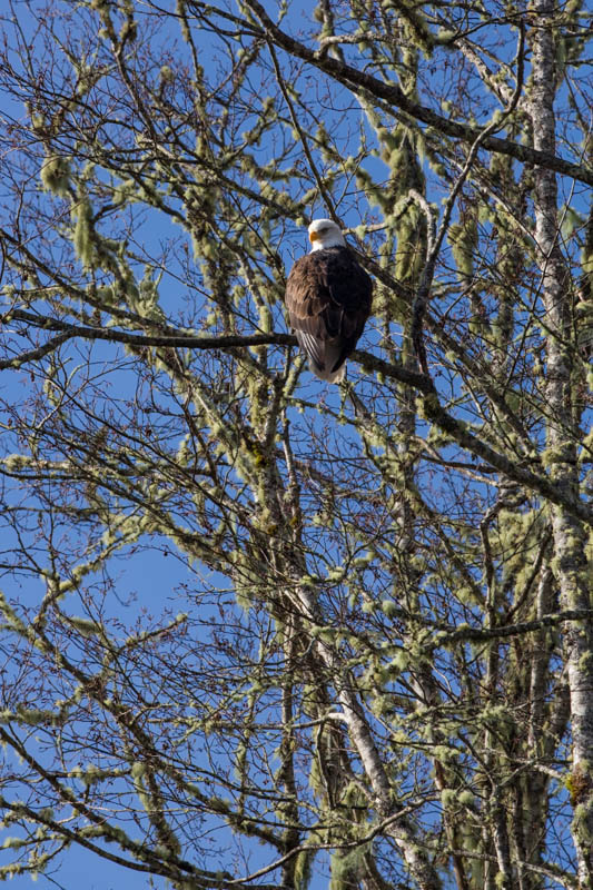 Bald Eagle