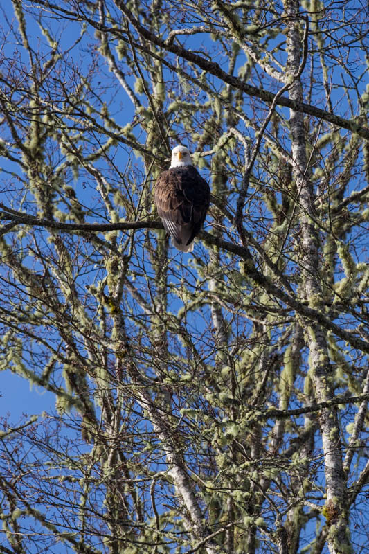 Bald Eagle