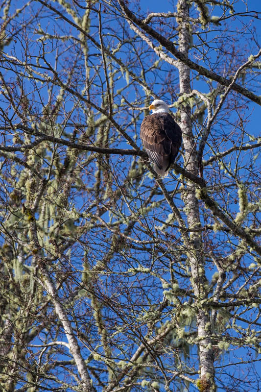 Bald Eagle