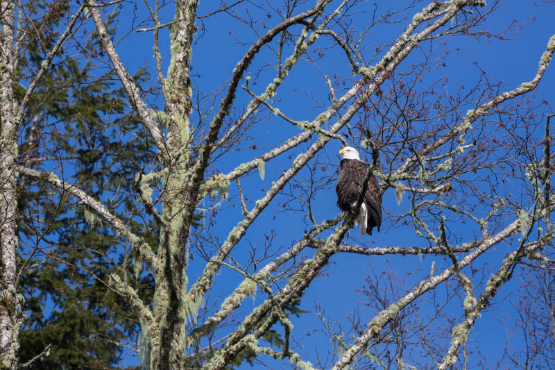 Bald Eagle