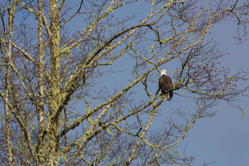 Bald Eagle