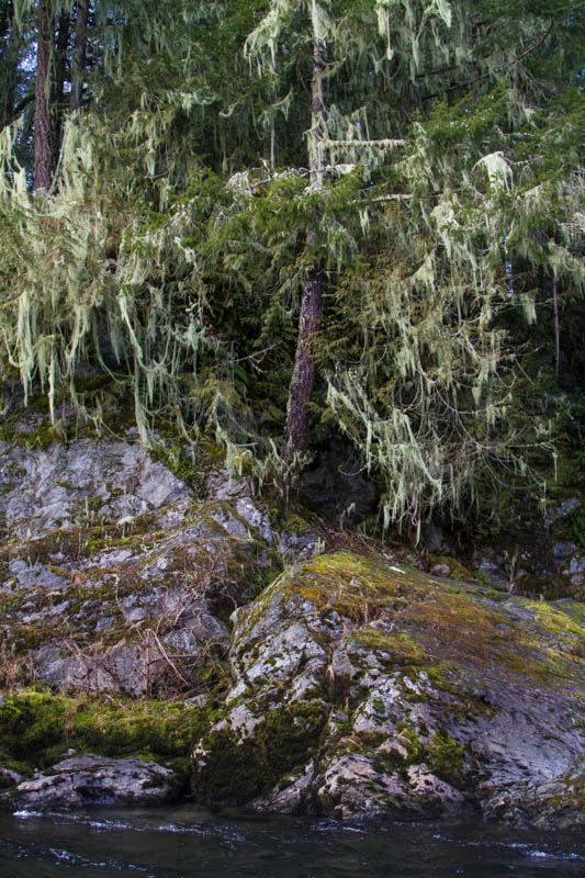 Lichen Covered Tree On Riverbank