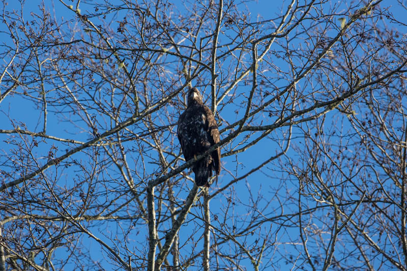 Juvenile Bald Eagle