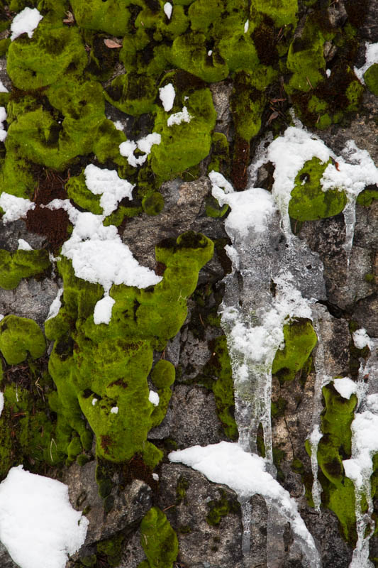 Moss And Ice On Rock Face