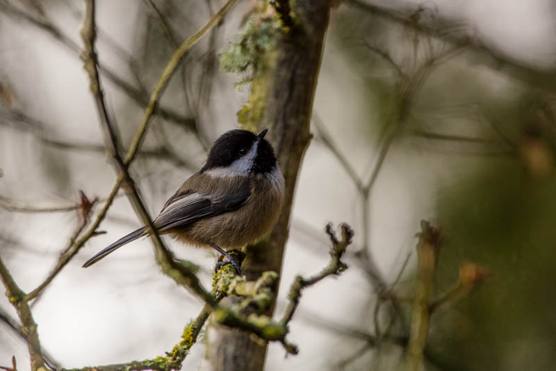 Black-Capped Chickadee