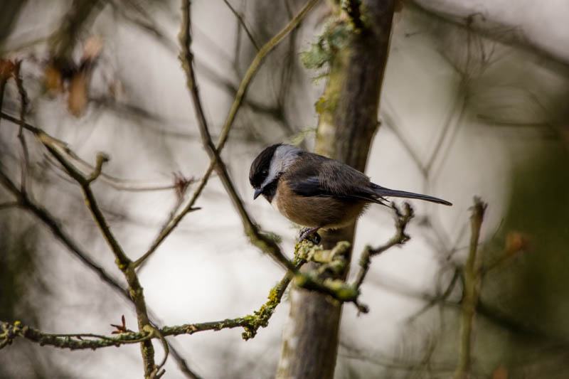 Black-Capped Chickadee