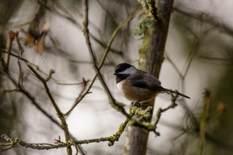 Black-Capped Chickadee