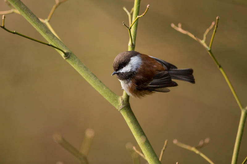 Chestnut-Backed Chickadee