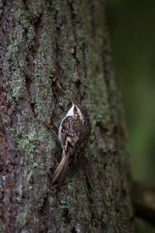 Brown Creeper