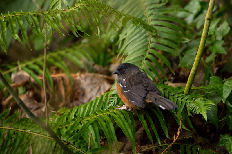 Spotted Towhee