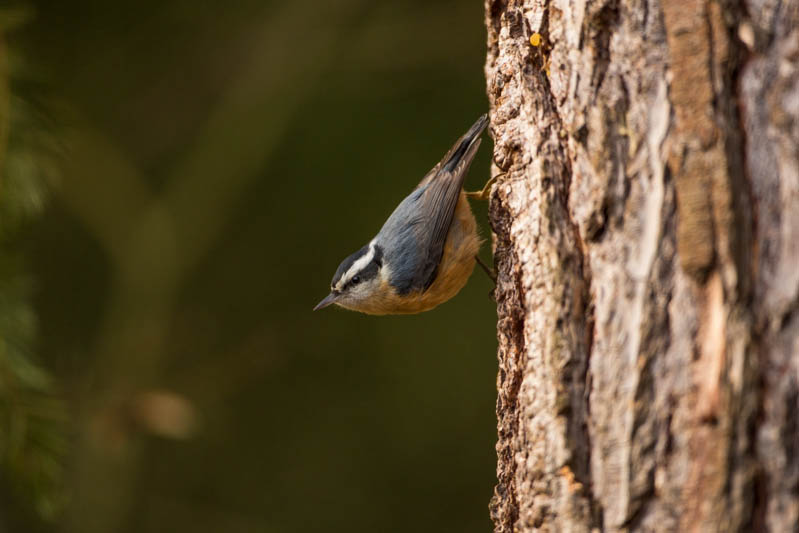 Red-Breasted Nuthatch