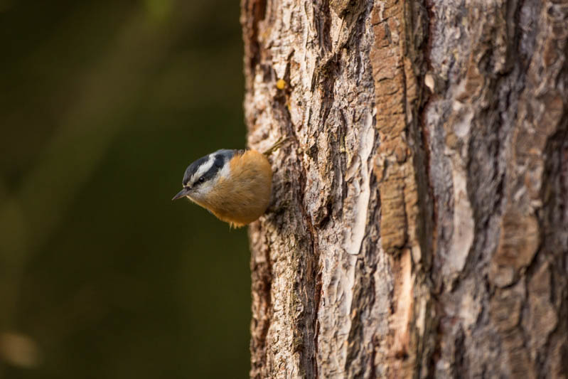 Red-Breasted Nuthatch