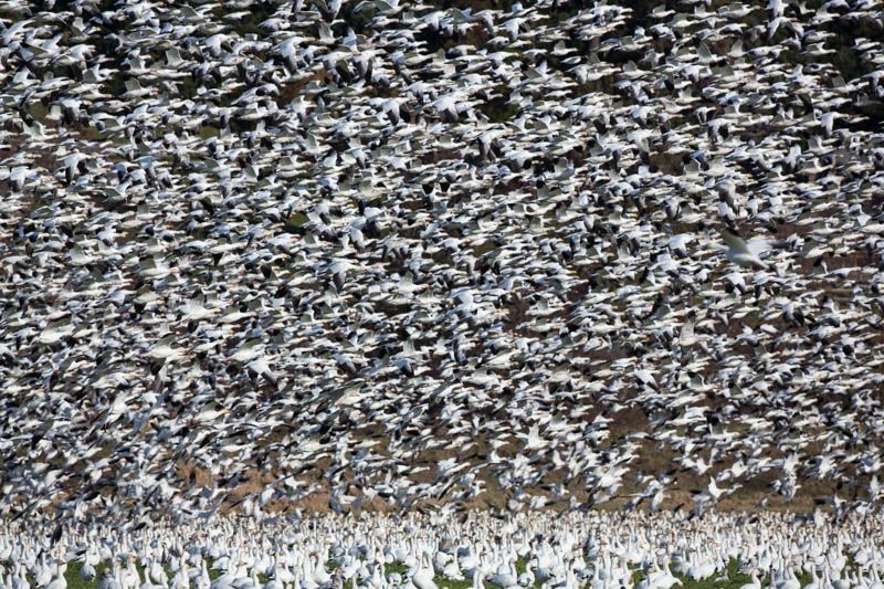 Snow Geese In Flight