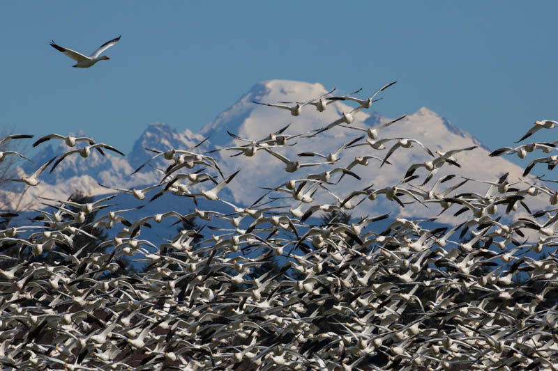 Snow Geese And Mount Baker