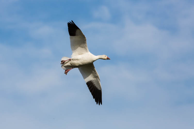 Snow Goose In Flight