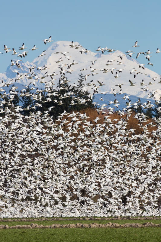 Snow Geese And Mount Baker