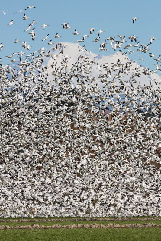 Snow Geese And Mount Baker