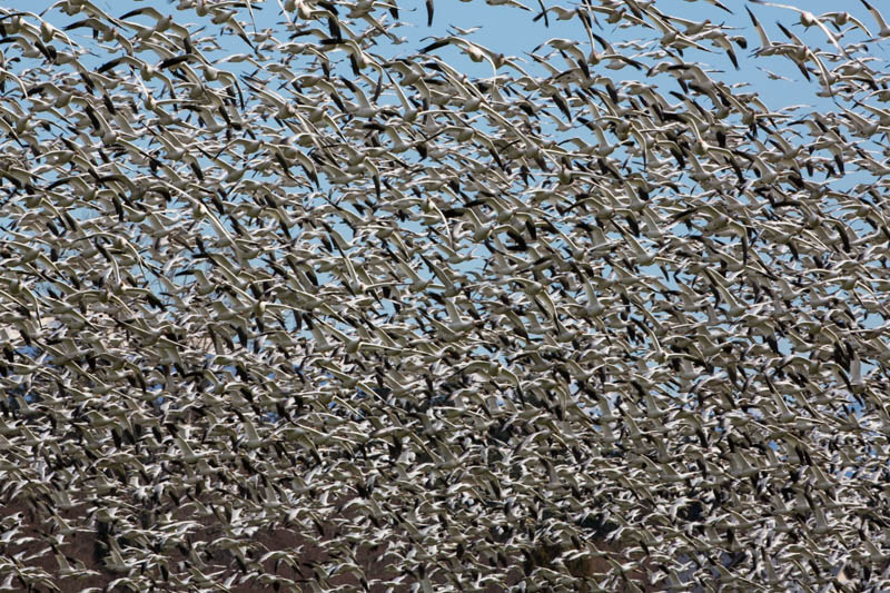 Snow Geese In Flight